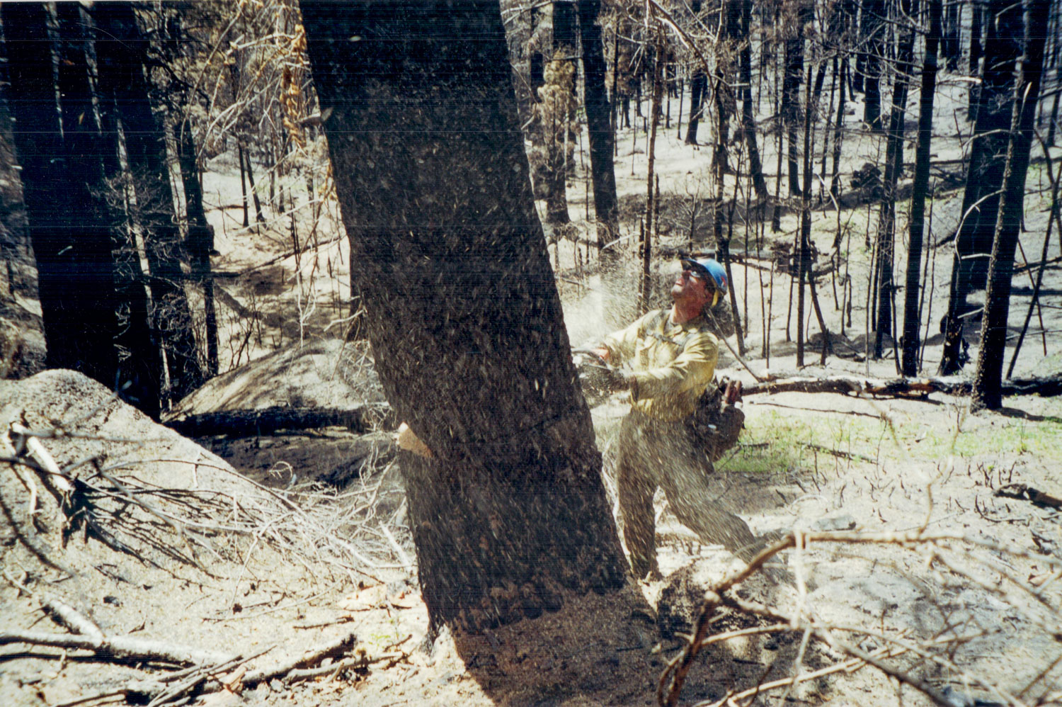 Felling hazard trees with Pike IHC
