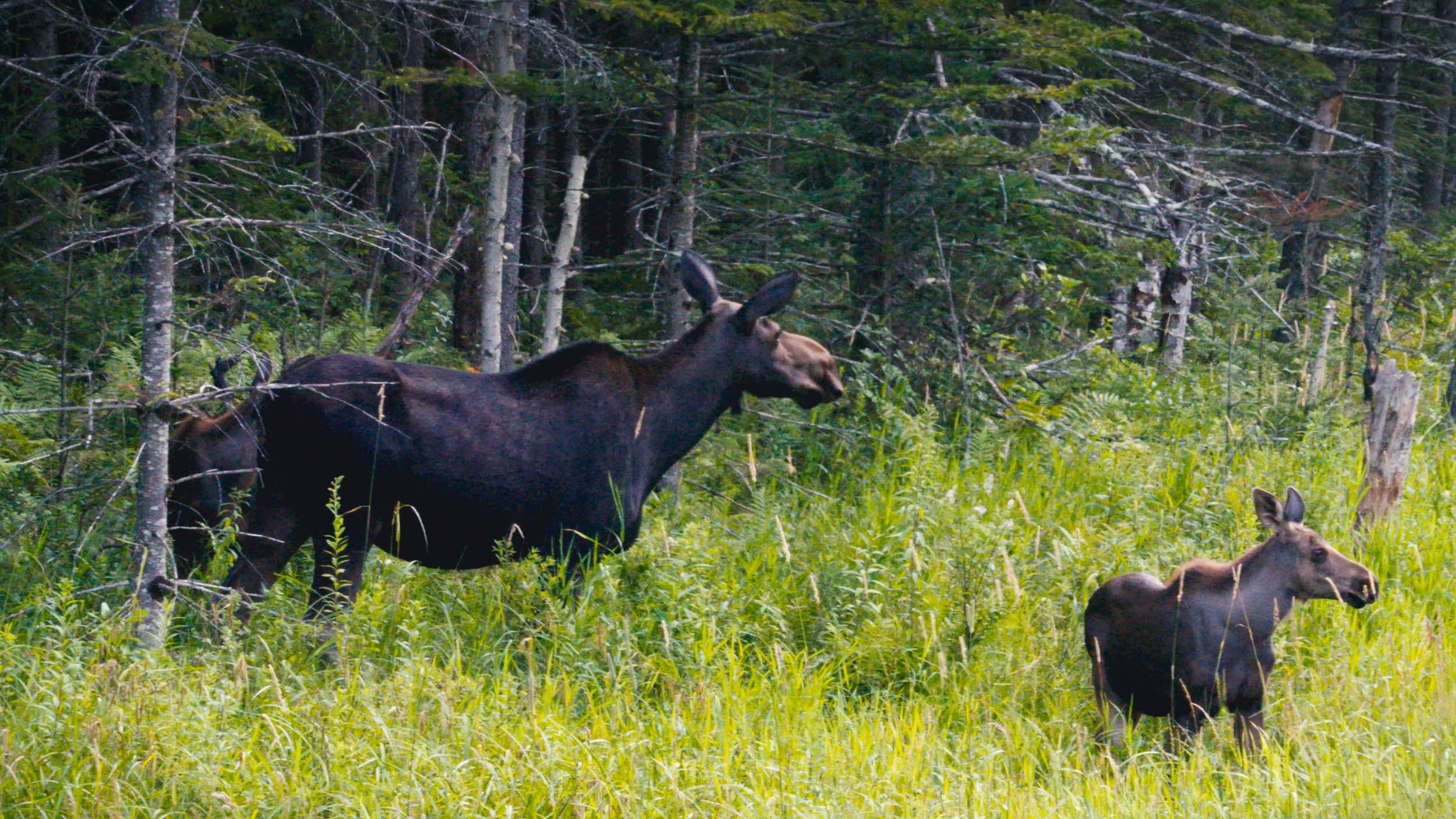 Middlebury College — image 4